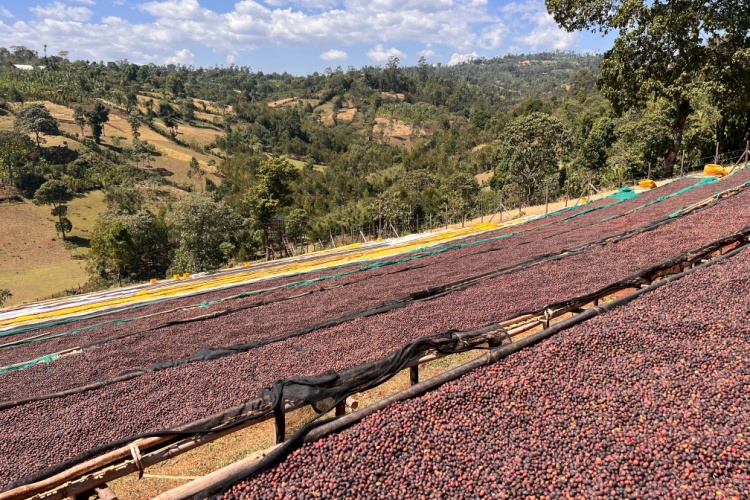 The Origins of Coffee: From Ethiopia to the World